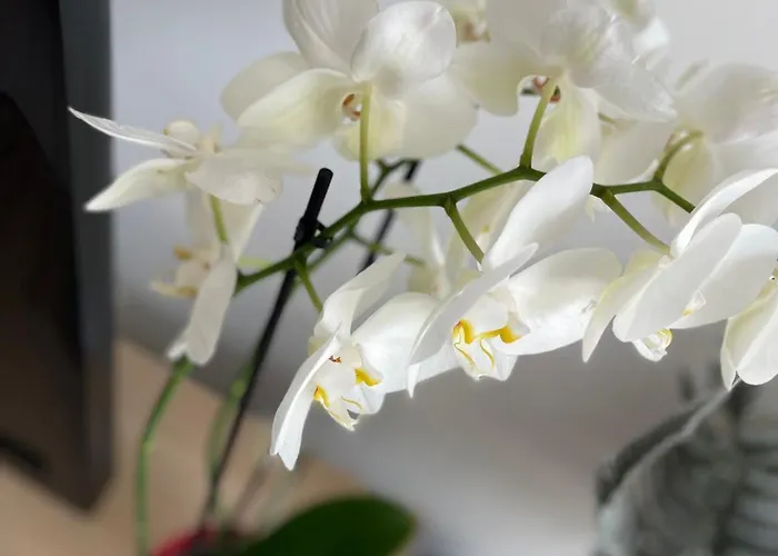 Am3office Lausanne New, Cozy, Central, Fast Wi-fi & Contactless Check-in * Prilly